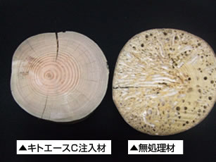 キトエース注入アカマツ丸太材と無処理材　120日間海中に浸漬時の比較